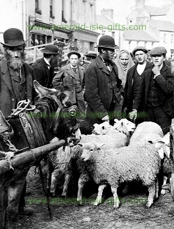 Sheep Market in Killarney, Co. Kerry