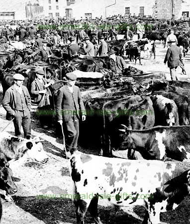 Killarney Cattle Fair in 1901