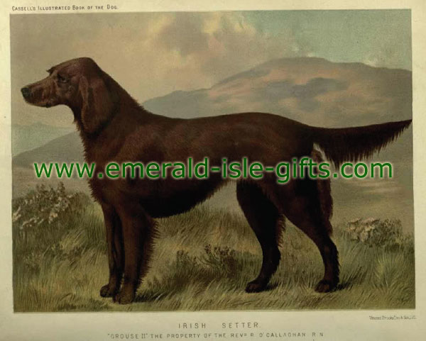 Irish Setter Dog old image reproduction