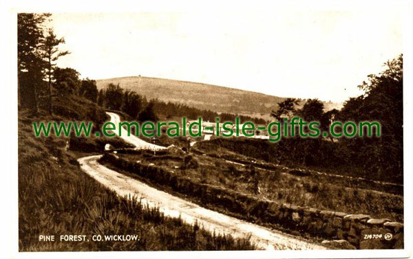 Wicklow - old Irish photo, Pine Forest